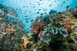 Kaimana dives indonesia marine life
