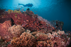 Solor Alor indonesia dives site marine life